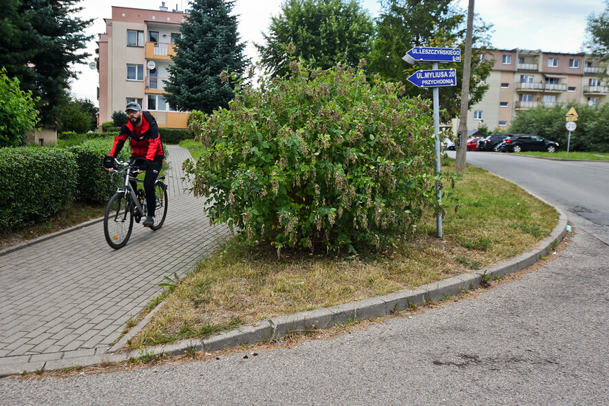 Elbląg, Czytelniczka: Krzaki zasłaniają pieszych przy przejściach Elbląg, Czytelniczka: Krzaki zasłaniają pieszych przy przejściach