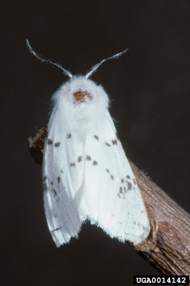 Elbląg, Gerald J. Lenhard, Louisiana State University, United States, CC BY 3.0 US , via Wikimedia Commons Elbląg, Gerald J. Lenhard, Louisiana State University, United States, CC BY 3.0 US , via Wikimedia Commons