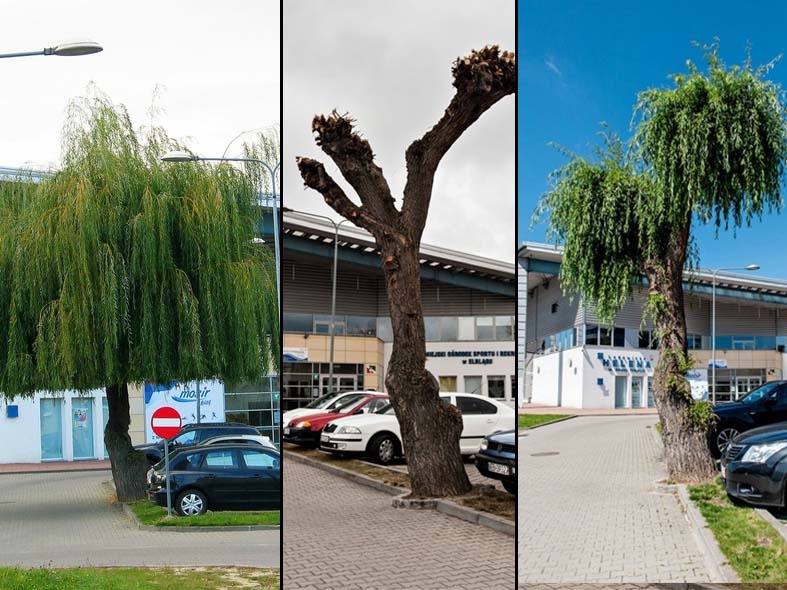 Elbląg, Wierzba przy ul. Karowej od lewej: fot. z 2021 r., marca 2022 r., czerwca 2022 r. Elbląg, Wierzba przy ul. Karowej od lewej: fot. z 2021 r., marca 2022 r., czerwca 2022 r.