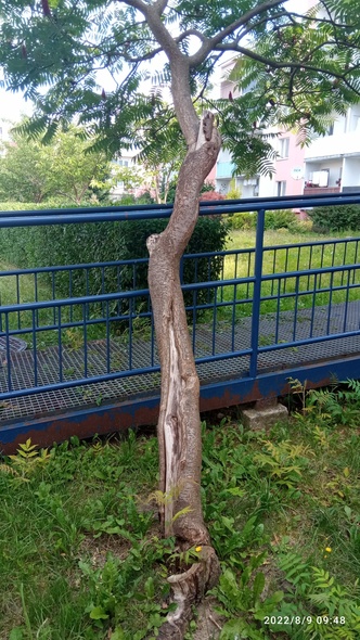 Elbląg, arch. administratora Elbląg, arch. administratora