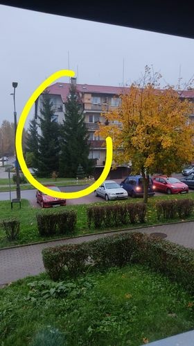 Elbląg, Drzewa, które zakwalifikowane do wycinki przy ul. Sobieskiego, Elbląg, Drzewa, które zakwalifikowane do wycinki przy ul. Sobieskiego,