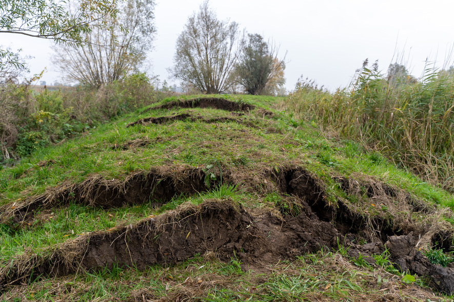 Elbląg, Przerwany wał na rzece Tina. Winne bobry Elbląg, Przerwany wał na rzece Tina. Winne bobry