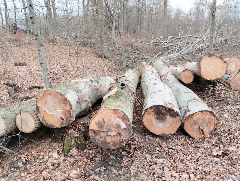 Elbląg, Czytelniczka: Piękne dęby i buki są wycinane