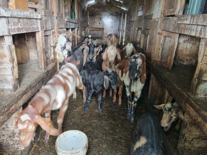 Elbląg, Uratowali stado kóz, apelują o pomoc Elbląg, Uratowali stado kóz, apelują o pomoc