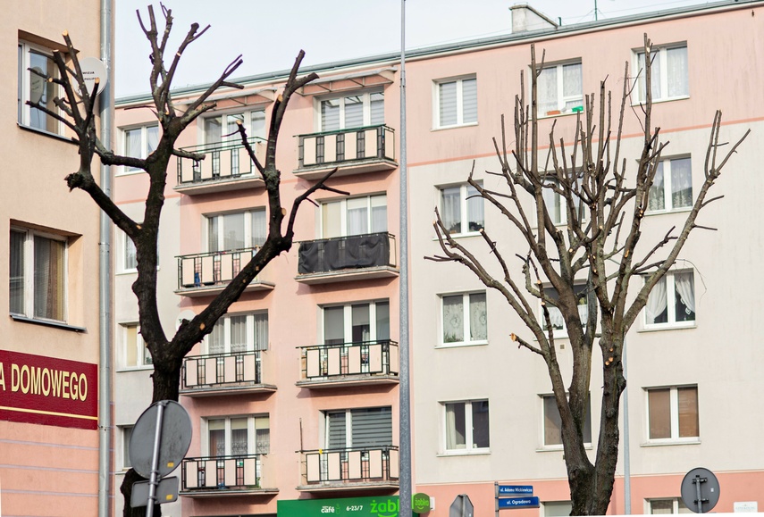 Elbląg, Czytelniczka: Czemu tną na Mickiewicza? Elbląg, Czytelniczka: Czemu tną na Mickiewicza?