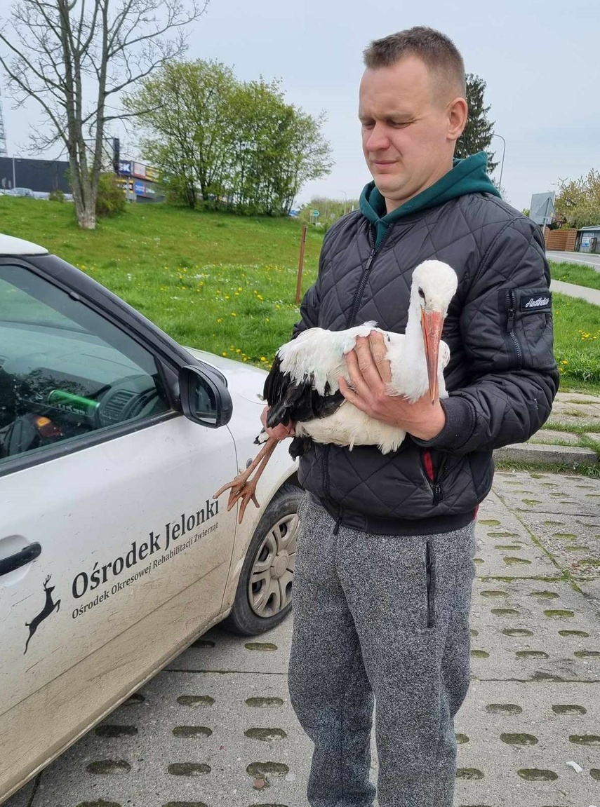 Elbląg, Bocian trafił do Ośrodka Okresowej Rehabilitacji Jelonki, Elbląg, Bocian trafił do Ośrodka Okresowej Rehabilitacji Jelonki,