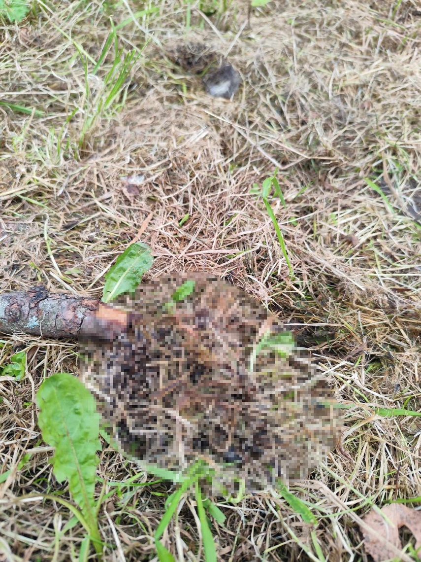 Elbląg, Czytelnicy: wraz z trawą skosili w parku Kajki jeże Elbląg, Czytelnicy: wraz z trawą skosili w parku Kajki jeże