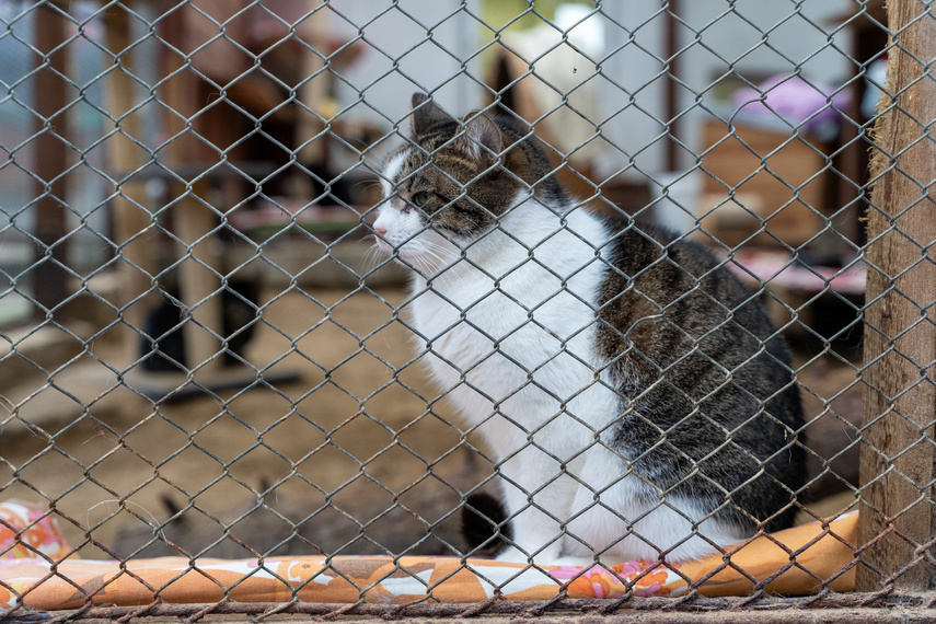 Elbląg, Schronisko przepełnione! Potrzebna adopcja, domy tymczasowe i karma