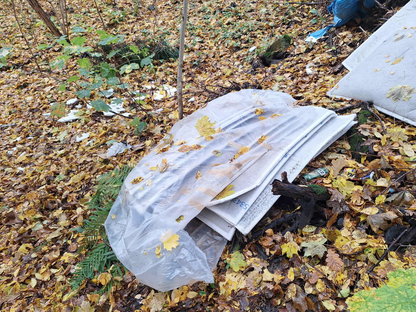 Elbląg, Śmiecił w lesie. Zapłacił mandat i musiał posprzątać