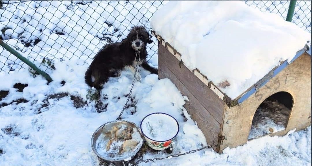 Elbląg, Jeśli widzisz zwierzę trzymane w takich warunkach na mrozie powiadom straż miejską, policję lub OTOZ Animals,