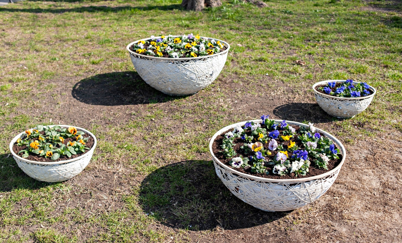 Elbląg, Pierwsze obsady bratków na Starym Mieście,