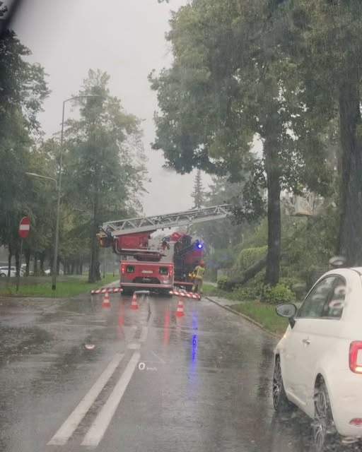 Elbląg, Zdjęcie nadesłane przez Czytelnika. Powalone przez wiatr drzewo przy ul. Kościuszki w Elblągu