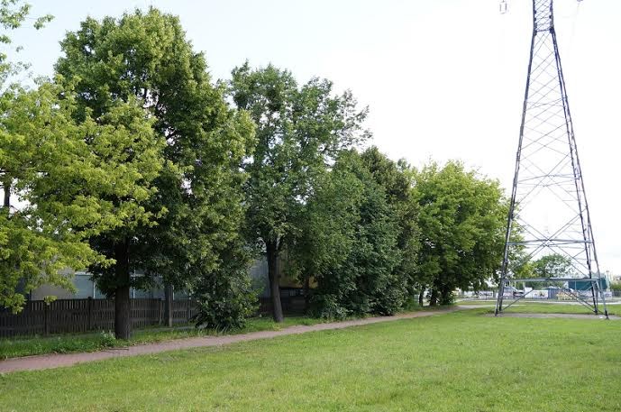 Elbląg, Przy jednym z tych drzew znajdują się owady Elbląg, Przy jednym z tych drzew znajdują się owady