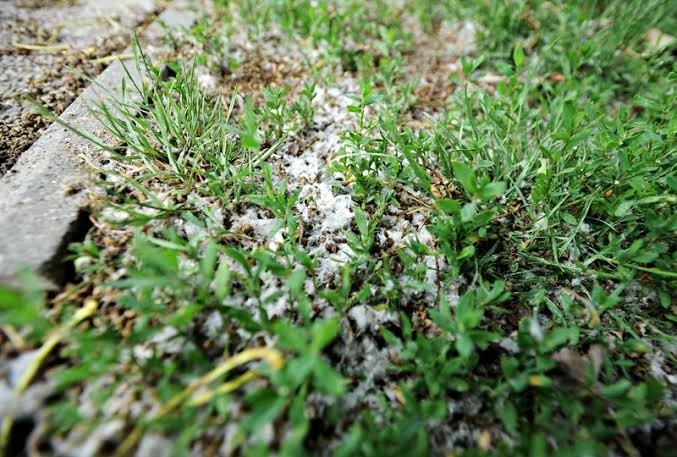 Elbląg, To właśnie ta "wełna" zalega na balkonach mieszkańców i tych bardziej wrażliwych - astmatykó i alergików - "dusi" Elbląg, To właśnie ta "wełna" zalega na balkonach mieszkańców i tych bardziej wrażliwych - astmatykó i alergików - "dusi"