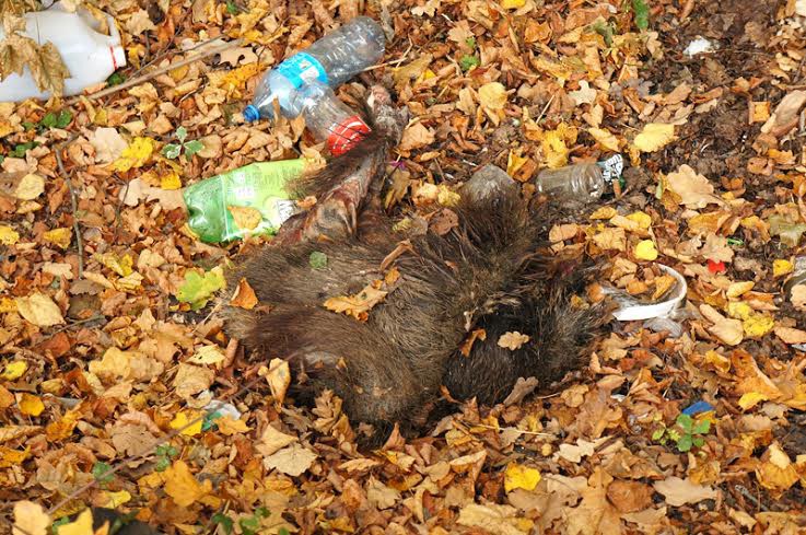 Elbląg, Wśród tego, co znajdowało się w rowie można było znaleźć martwe zwierzę Elbląg, Wśród tego, co znajdowało się w rowie można było znaleźć martwe zwierzę