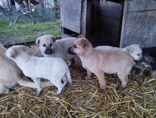 Elbląg Oddam za darmo czteromiesięczne pieski