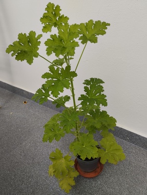 Elbląg Sprzedam anginkę-geranium. Cena 20 zł. Ta roślinka ma właściwości m. in. przeciwzapalne, przeciwbakteryjne,