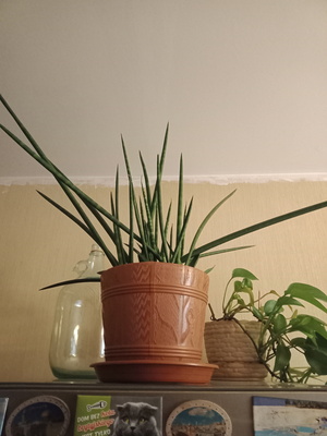 Elbląg Sprzedam