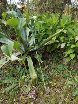 Elbląg Kanna, paciorecznik, kłącza rośliny ozdobnej
Nadwyżka z ogrodu, większa ilość karp, kłączy paciorecznika o