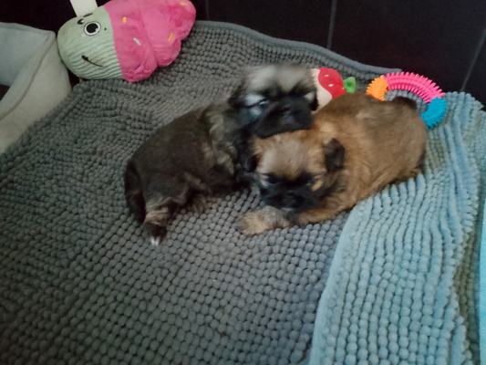 Elbląg Pekińczyk dwa pieski do oddania za koszty utrzymania. 5 tygodniowe. Będą zaszczepione, odrobaczone itd. Odbiór