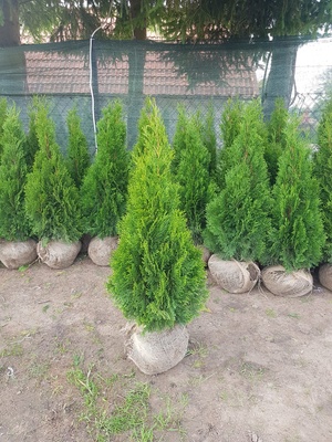 Elbląg Jesienna promocja na Thuja Smaragd! Bezpośrednio od producenta. Oferujemy tuje smaragd w różnych rozmiarach.
