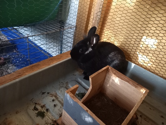 Elbląg Sprzedam króliki cena do uzgodnienia