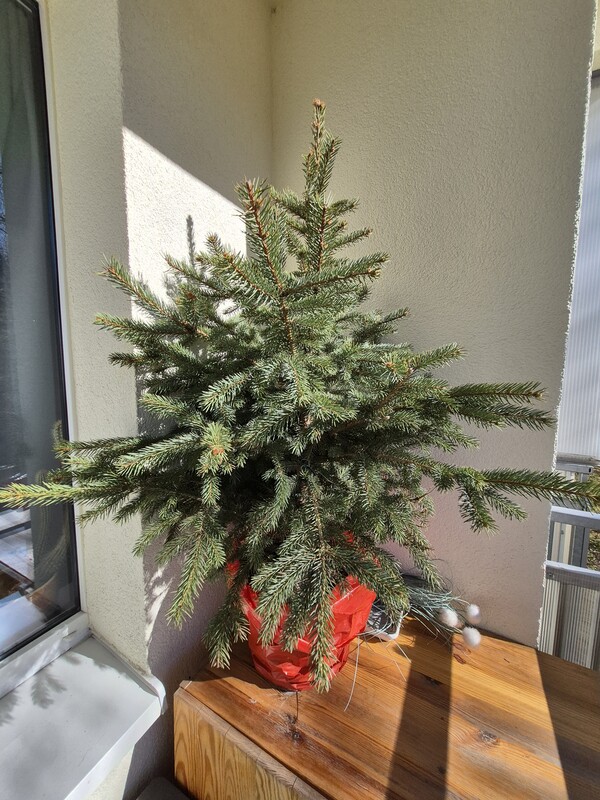 Elbląg Do oddania choinka w donicy, żywa w dobrym stanie wys. 1.10 m. Od stycznia stoi na balkonie, przeżyła śnieg i