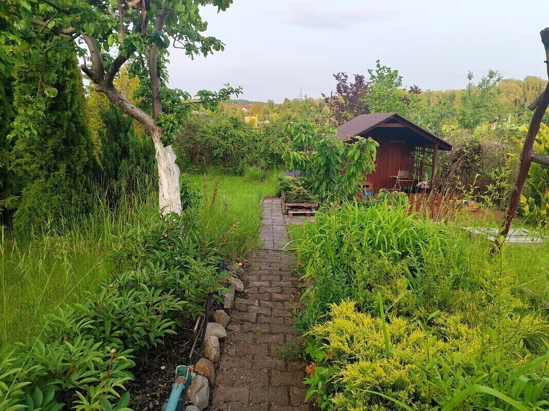 Elbląg Odstąpię prawo dzierżawy działki ROD IM. MONIUSZKI w Elblągu
