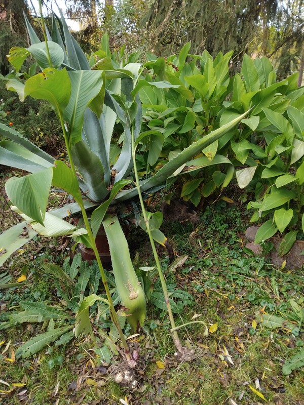 Elbląg Kanna, paciorecznik, kłącza rośliny ozdobnej
Nadwyżka z ogrodu, większa ilość karp, kłączy paciorecznika o