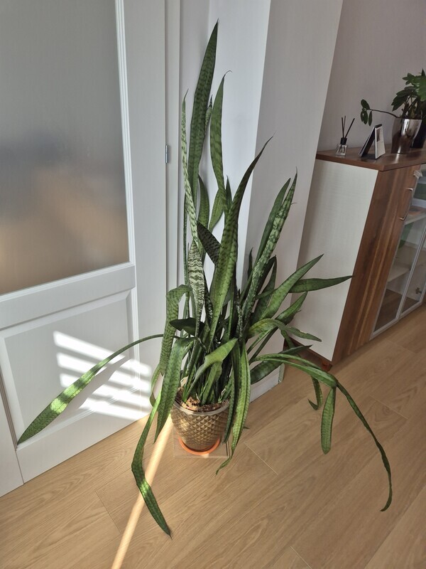 Elbląg Oddam za darmo kwiata- sansewieria.