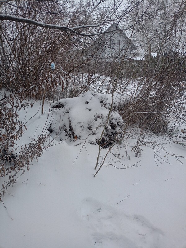 Elbląg Witam. Zajmujemy się wycinką drzew, karczowaniem krzewów i czyszczeniem działek. Jeżeli masz problem to