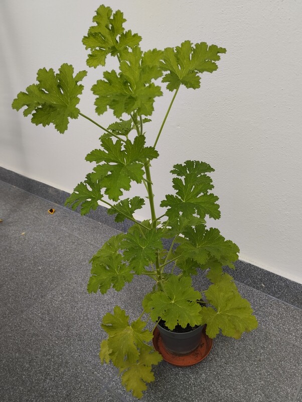 Elbląg Sprzedam anginkę-geranium. Cena 20 zł. Ta roślinka ma właściwości m. in. przeciwzapalne, przeciwbakteryjne,