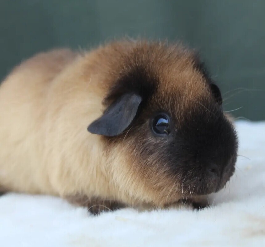 Elbląg Kupię lub przyjmę dwie świnki morskie, zdjęcia poproszę na mail, zdjęcie poglądowe 😉