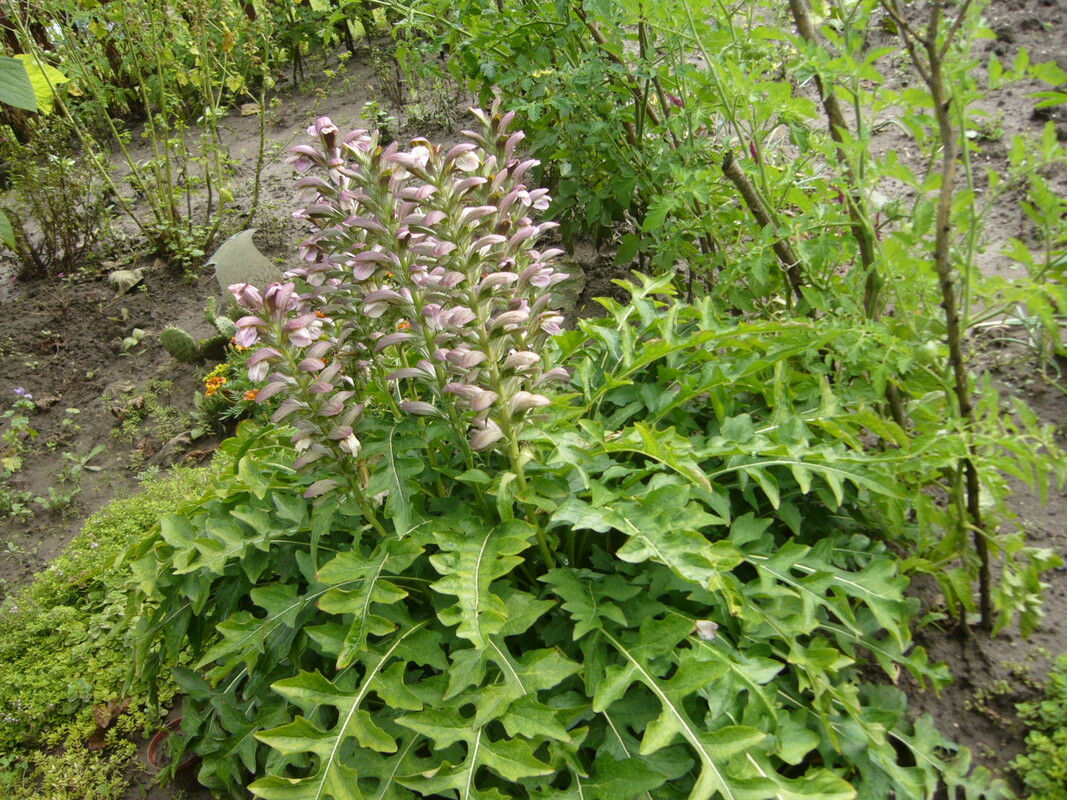 Elbląg akant  -odbiór osobisty  nie wysyłam