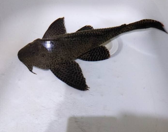 Elbląg Oddam za darmo dużego Glonojada.