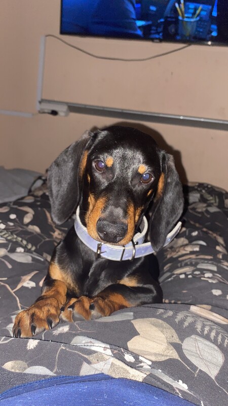 Elbląg Sprzedam jamniczka