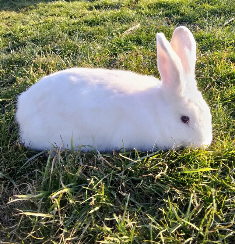 Elbląg Sprzedam śnieżno-białą samiczkę rasy mieszaniec ma ona 10 miesięcy. Zapraszam do zakupu.