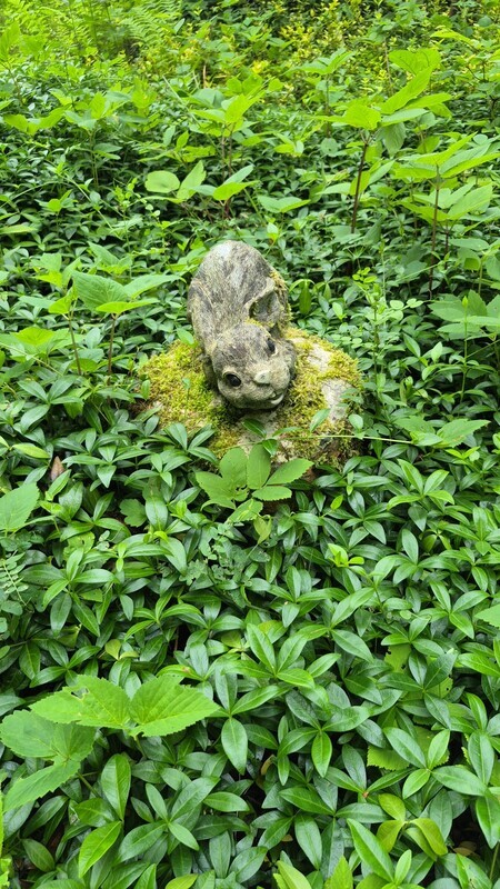 Elbląg 🌳 PILNIE SPRZEDAM! DZIAŁKA REKREACYJNA nr 75 w ROD BAŻANTARNIA – ELBLĄGCENA: 11.500 zł! | Tel.