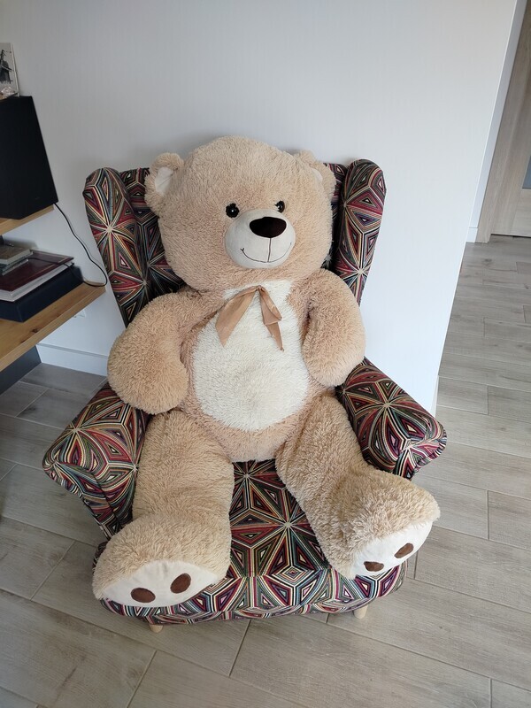 Elbląg Misiek szuka nowego domu