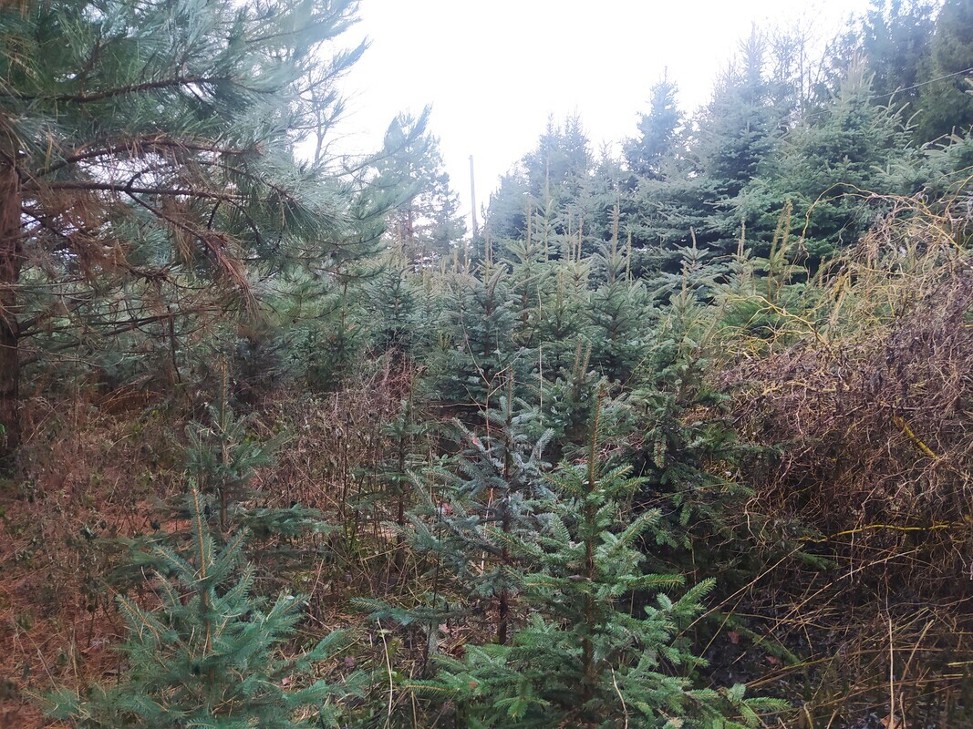 Elbląg Sprzedam choinki. Oferuję na sprzedaż świeże, zielone choinki świąteczne. Drzewka są wysokiej jakości, dobrze