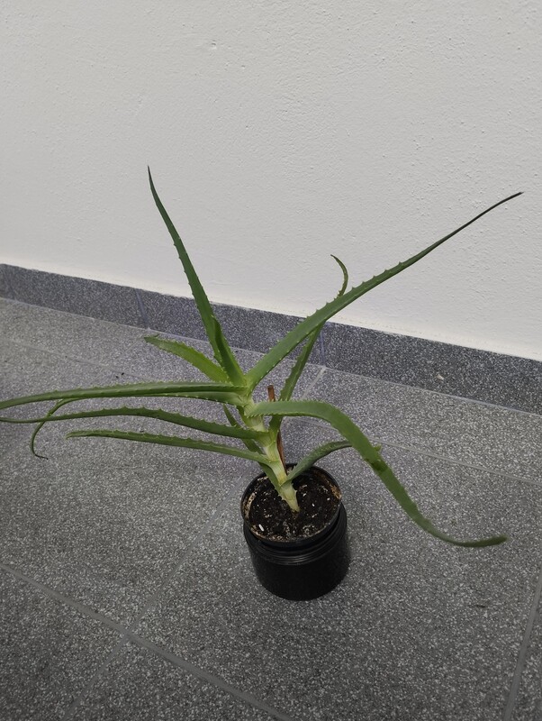Elbląg Sprzedam aloes.