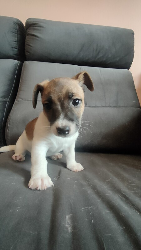 Elbląg Pieski Jack Russell terrier oddam w dobre ręce za karmę o wartości 300zl pieski mają 10tyg jeden piesek u jedna