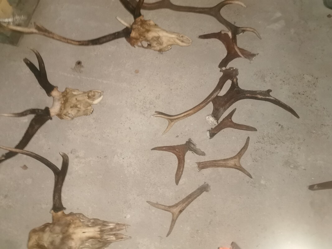 Elbląg Sprzedam POROŻE
Posiadam różne poroże
3 komplety z czaszką
Oraz kilka luźnych rogów
Cena do