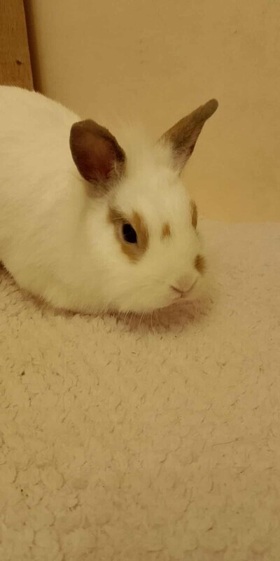 Elbląg Witam mam do oddania dwa króliki samiczki jedna ma roczek a druga 6 miesięcy