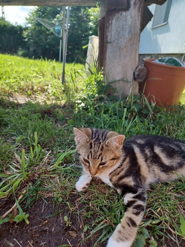 Elbląg Oddam piękną kotkę w dobre ręce. Znaleziona przy drodze, na chwilę obecną jest wykąpana i podałam jej cestal