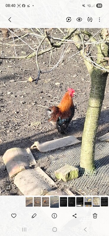 Elbląg Kogutki kochin zmienią dom  jak nieodbieram proszę sms oddzwonie