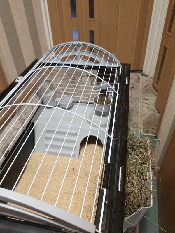 Elbląg Sprzedam świnki morskie + klatka