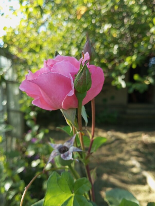 Elbląg SZUKAM PRACY DORYWCZEJ, NAJLEPIEJ W STARYCH ZANIEDBANYCH OGRODACH. PRZEROŚNIETE KRZEWY, TRAWNIKI, OGRODOWE