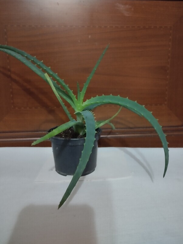 Elbląg Sprzedam aloes.