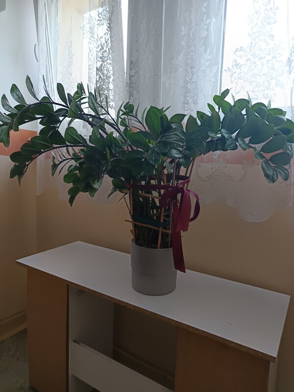 Elbląg Sprzedam dużego kwiata Zamiokulkas. Kwiat ma około metra wysokości, jest bardzo rozłożysty.